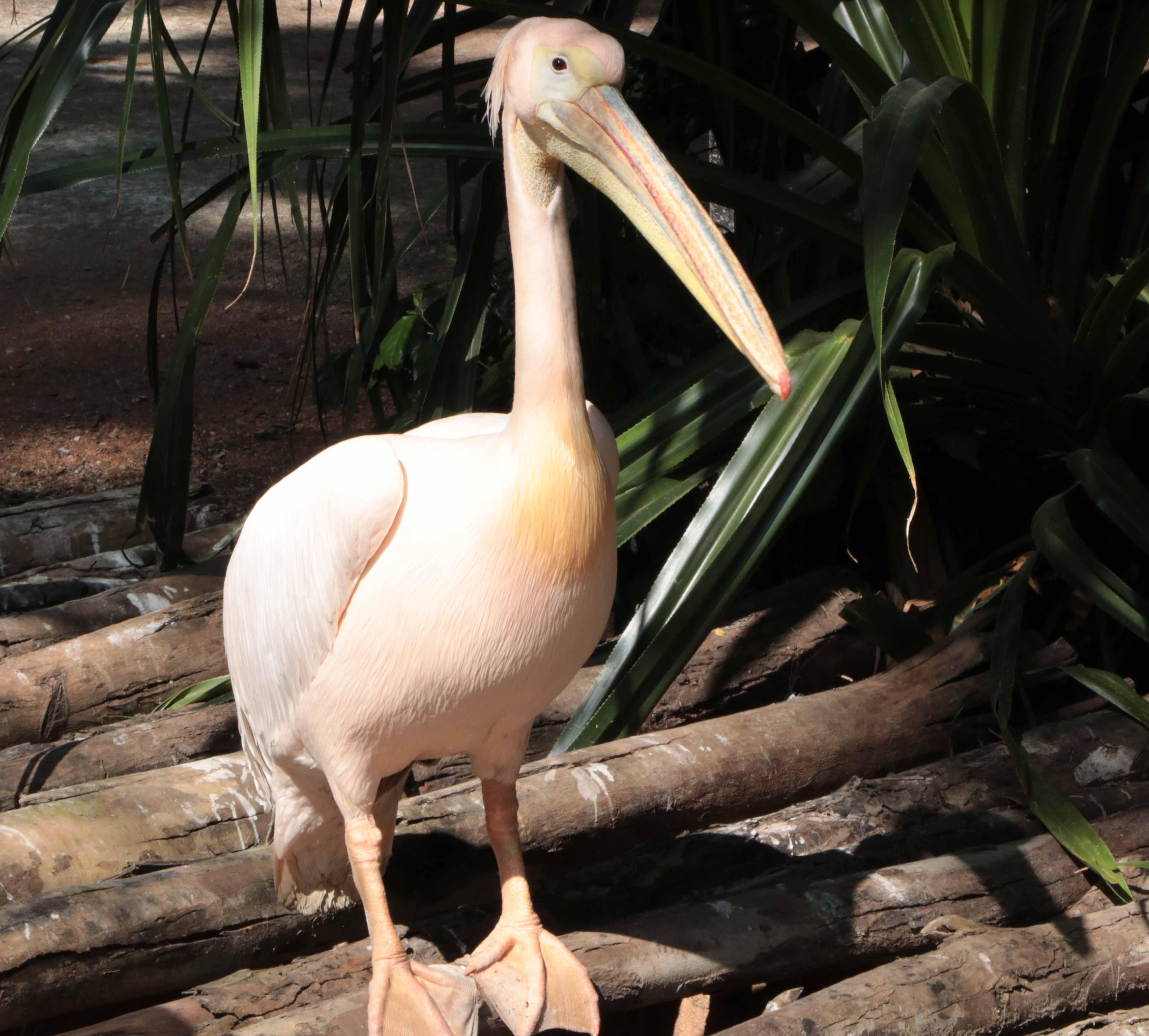 Great White Pelican